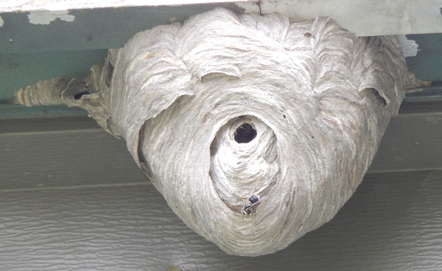 Hornets Nest Hanging from Garage