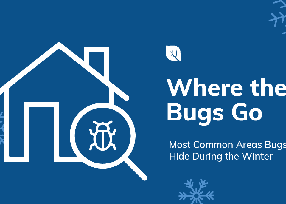 Vector image of home with text of where the bugs go