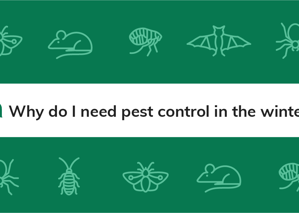 search bar surrounded by pests and asking about the importance of pest control in winter