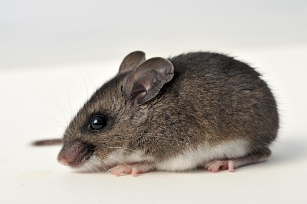 deer mouse example