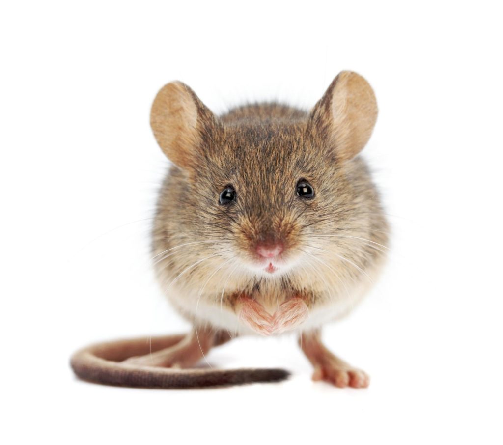 house mouse example